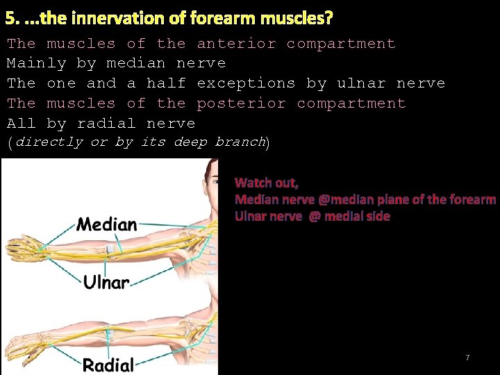 5. . the innervation of forearm muscles? The muscles of the anterior compartment Mainly