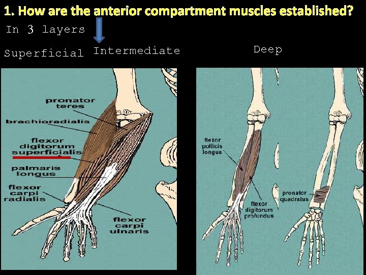 1. How are the anterior compartment muscles established? In 3 layers Superficial Intermediate Deep