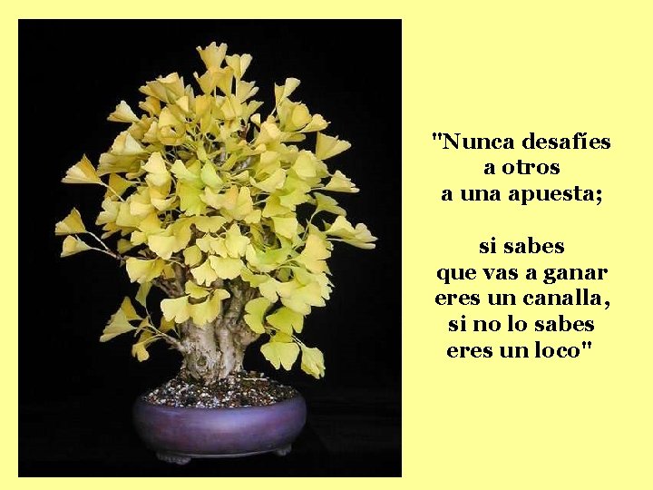 "Nunca desafíes a otros a una apuesta; si sabes que vas a ganar eres