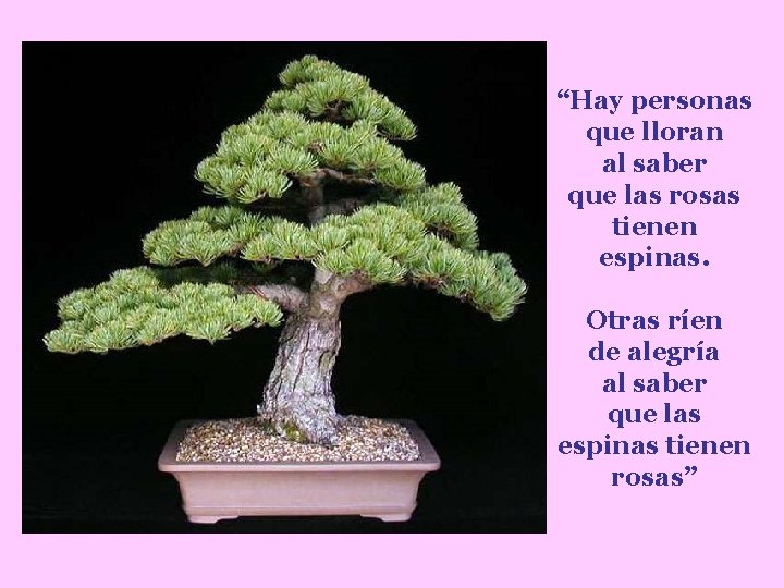 “Hay personas que lloran al saber que las rosas tienen espinas. Otras ríen de