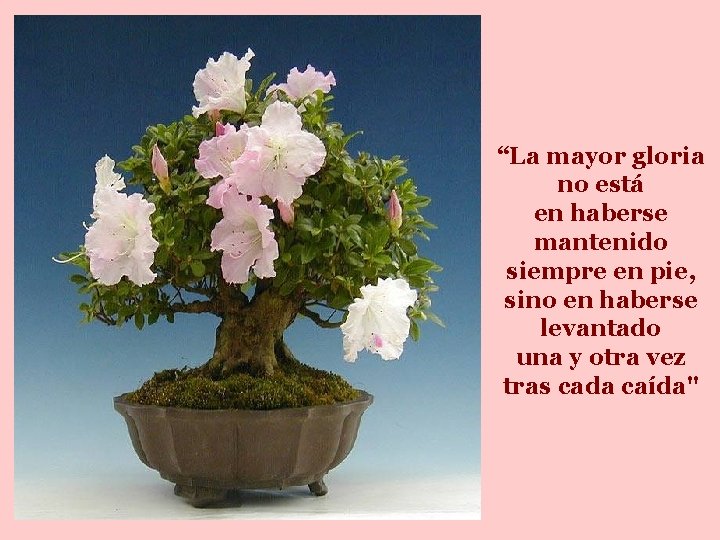 “La mayor gloria no está en haberse mantenido siempre en pie, sino en haberse