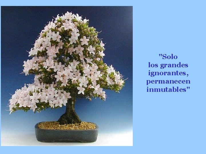 "Solo los grandes ignorantes, permanecen inmutables" 