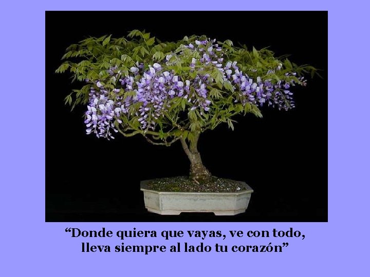 “Donde quiera que vayas, ve con todo, lleva siempre al lado tu corazón” 