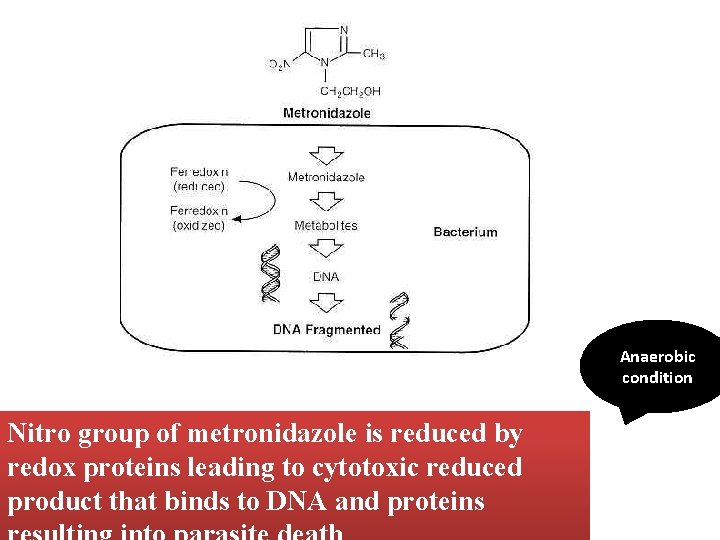 Anaerobic condition Nitro group of metronidazole is reduced by redox proteins leading to cytotoxic