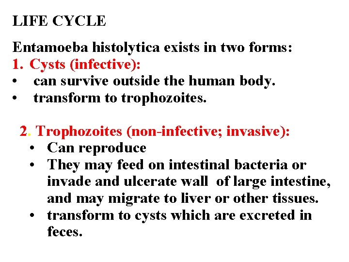 LIFE CYCLE Entamoeba histolytica exists in two forms: 1. Cysts (infective): • can survive