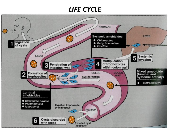 LIFE CYCLE 