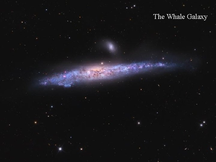 The Whale Galaxy 