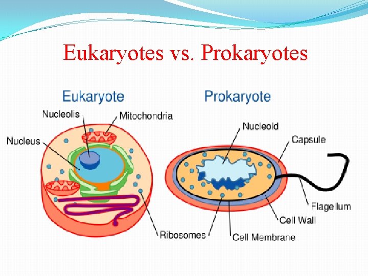 Eukaryotes vs. Prokaryotes 