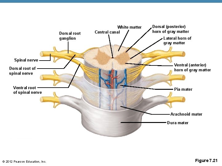 Dorsal root ganglion White matter Central canal Dorsal (posterior) horn of gray matter Lateral