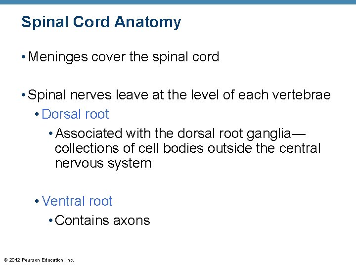 Spinal Cord Anatomy • Meninges cover the spinal cord • Spinal nerves leave at
