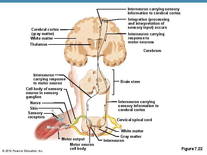 Interneuron carrying sensory information to cerebral cortex Integration (processing and interpretation of sensory input)