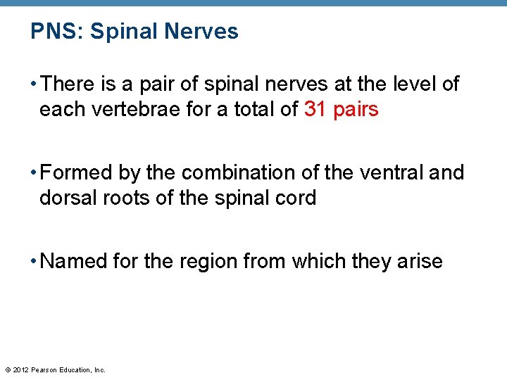 PNS: Spinal Nerves • There is a pair of spinal nerves at the level