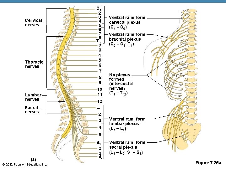 Cervical nerves Thoracic nerves Lumbar nerves Sacral nerves C 1 2 3 4 5