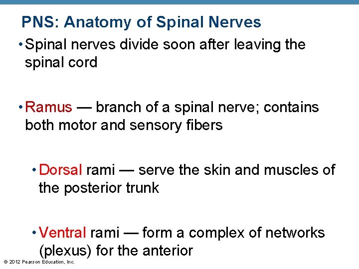 PNS: Anatomy of Spinal Nerves • Spinal nerves divide soon after leaving the spinal