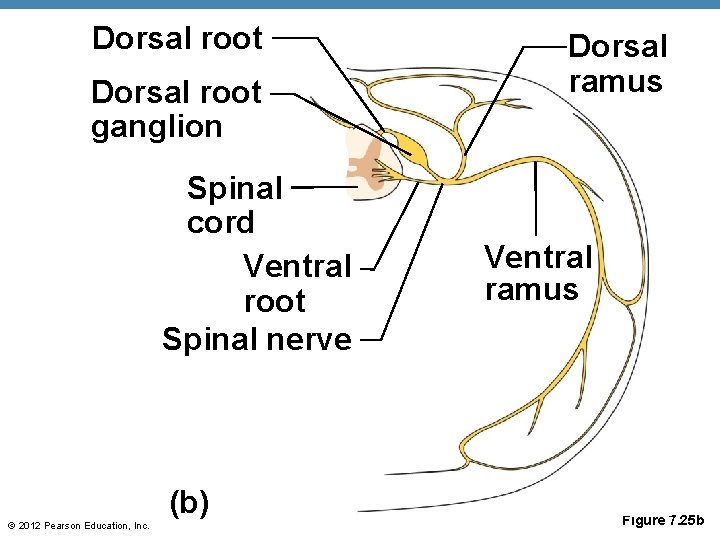 Dorsal root ganglion Spinal cord Ventral root Spinal nerve (b) © 2012 Pearson Education,