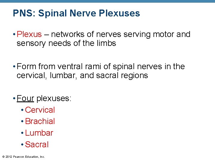 PNS: Spinal Nerve Plexuses • Plexus – networks of nerves serving motor and sensory