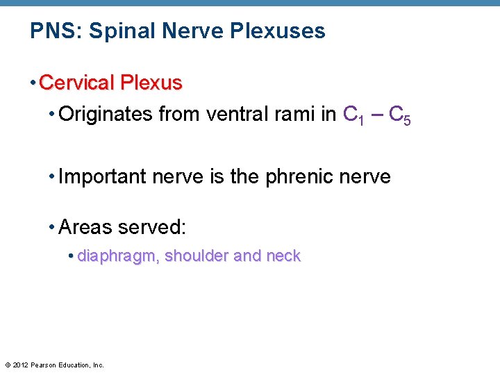 PNS: Spinal Nerve Plexuses • Cervical Plexus • Originates from ventral rami in C