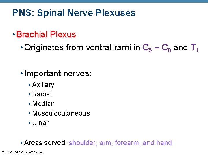 PNS: Spinal Nerve Plexuses • Brachial Plexus • Originates from ventral rami in C