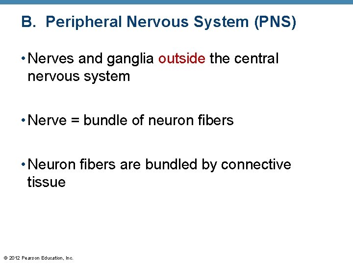 B. Peripheral Nervous System (PNS) • Nerves and ganglia outside the central nervous system