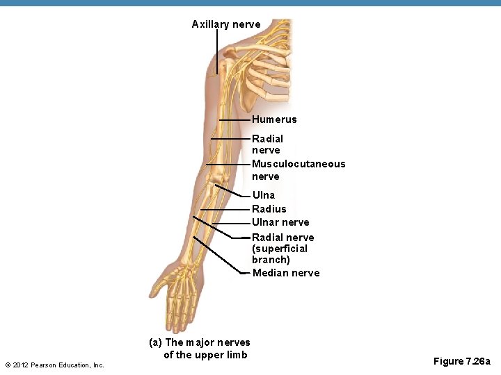 Axillary nerve Humerus Radial nerve Musculocutaneous nerve Ulna Radius Ulnar nerve Radial nerve (superficial