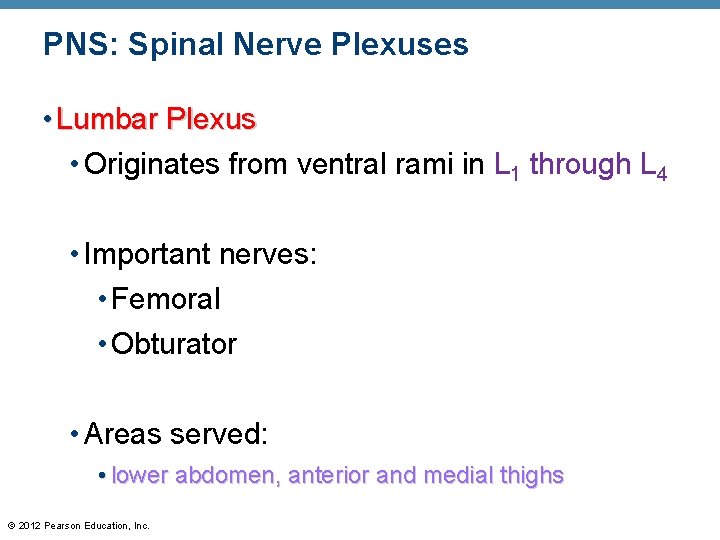 PNS: Spinal Nerve Plexuses • Lumbar Plexus • Originates from ventral rami in L