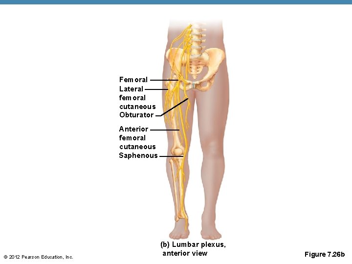 Femoral Lateral femoral cutaneous Obturator Anterior femoral cutaneous Saphenous © 2012 Pearson Education, Inc.