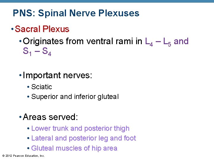 PNS: Spinal Nerve Plexuses • Sacral Plexus • Originates from ventral rami in L