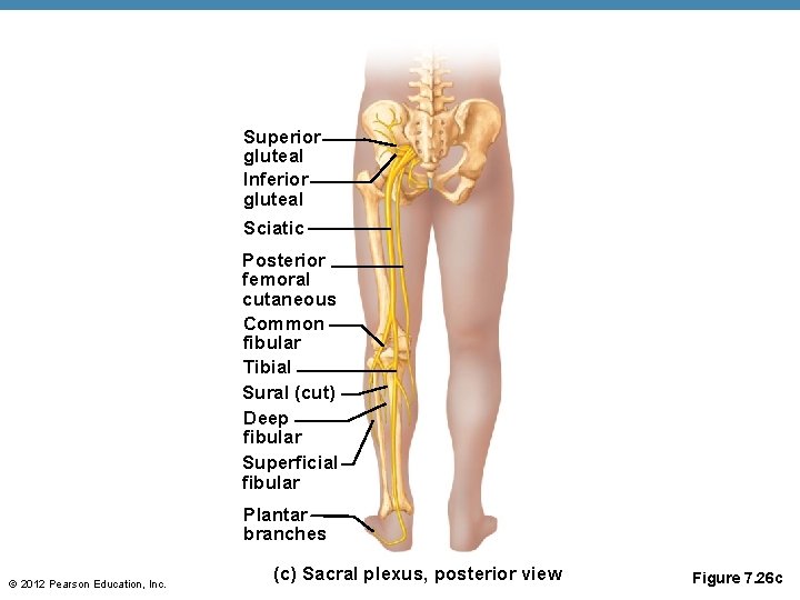 Superior gluteal Inferior gluteal Sciatic Posterior femoral cutaneous Common fibular Tibial Sural (cut) Deep
