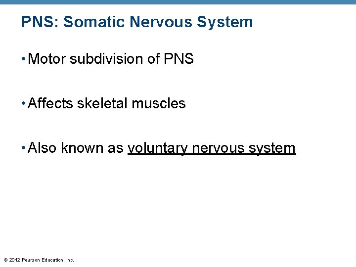 PNS: Somatic Nervous System • Motor subdivision of PNS • Affects skeletal muscles •