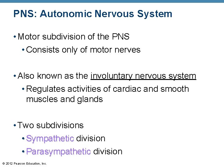 PNS: Autonomic Nervous System • Motor subdivision of the PNS • Consists only of