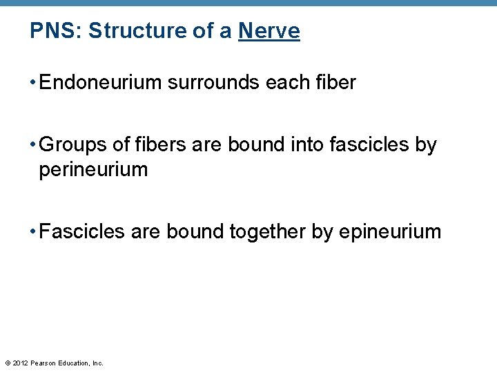 PNS: Structure of a Nerve • Endoneurium surrounds each fiber • Groups of fibers