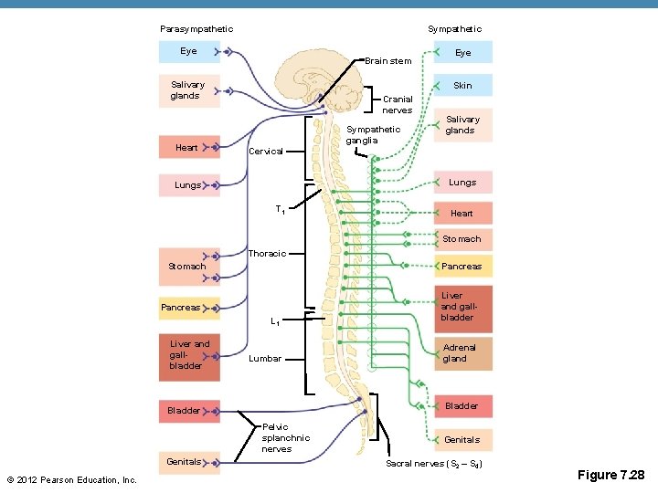 Parasympathetic Sympathetic Eye Brain stem Salivary glands Heart Eye Skin Cranial nerves Sympathetic ganglia