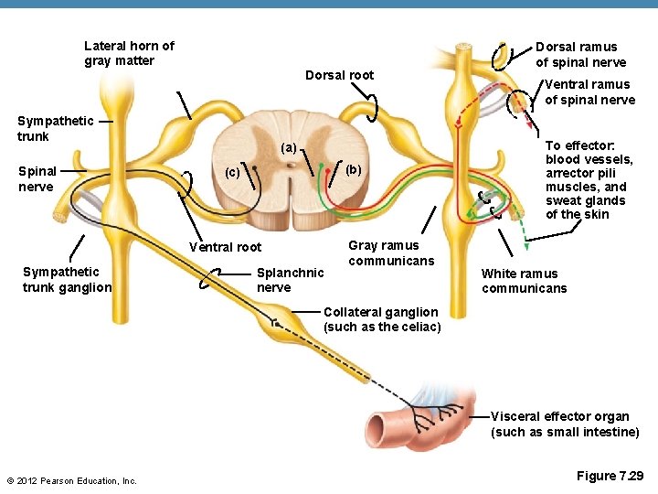 Lateral horn of gray matter Dorsal root Sympathetic trunk Spinal nerve (a) (b) (c)