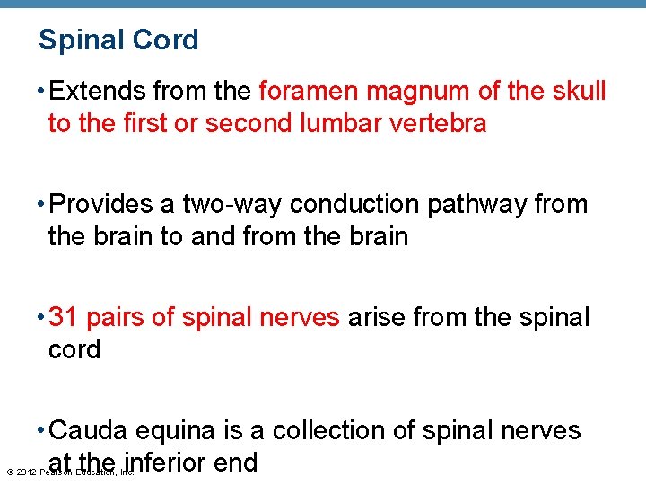 Spinal Cord • Extends from the foramen magnum of the skull to the first