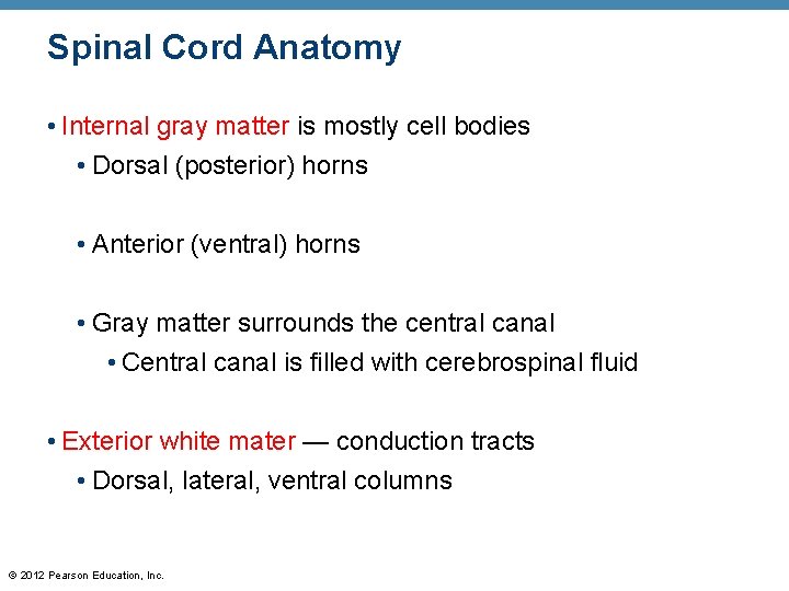 Spinal Cord Anatomy • Internal gray matter is mostly cell bodies • Dorsal (posterior)