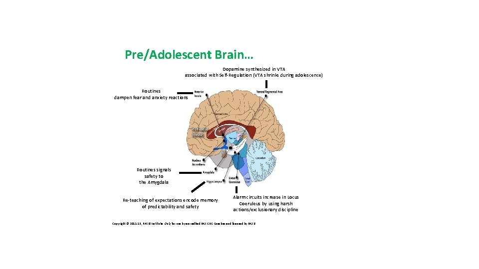 Pre/Adolescent Brain… Dopamine synthesized in VTA associated with Self-Regulation (VTA shrinks during adolescence) Routines