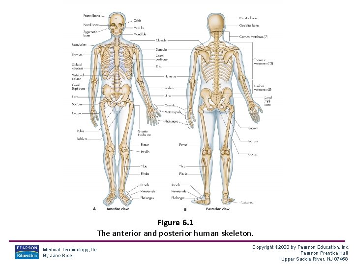 Figure 6. 1 The anterior and posterior human skeleton. Medical Terminology, 6 e By