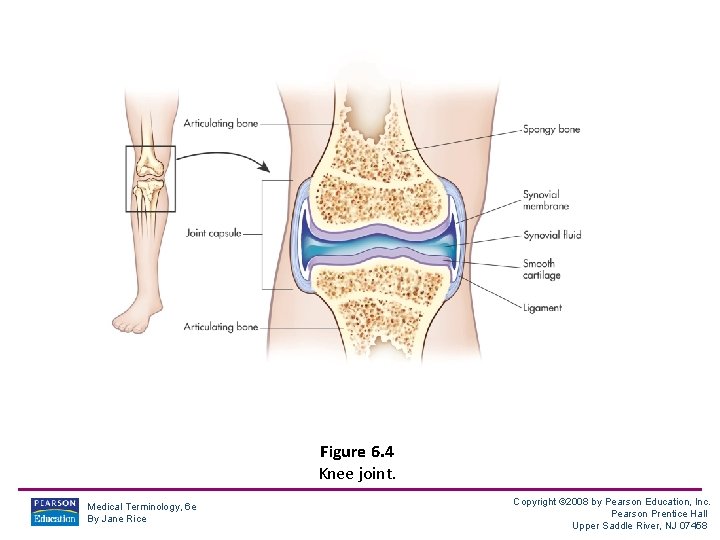 Figure 6. 4 Knee joint. Medical Terminology, 6 e By Jane Rice Copyright ©