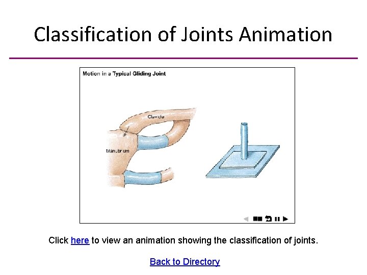 Classification of Joints Animation Click here to view an animation showing the classification of
