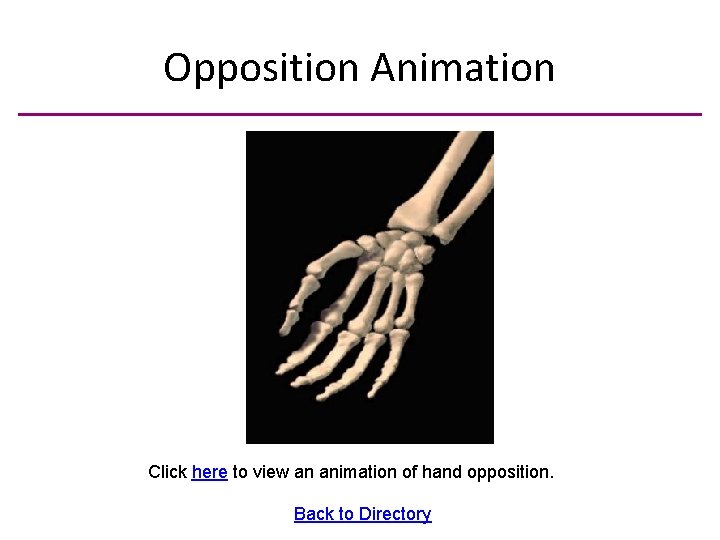 Opposition Animation Click here to view an animation of hand opposition. Back to Directory