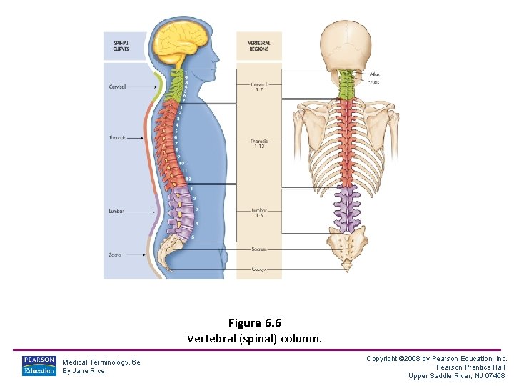 Figure 6. 6 Vertebral (spinal) column. Medical Terminology, 6 e By Jane Rice Copyright