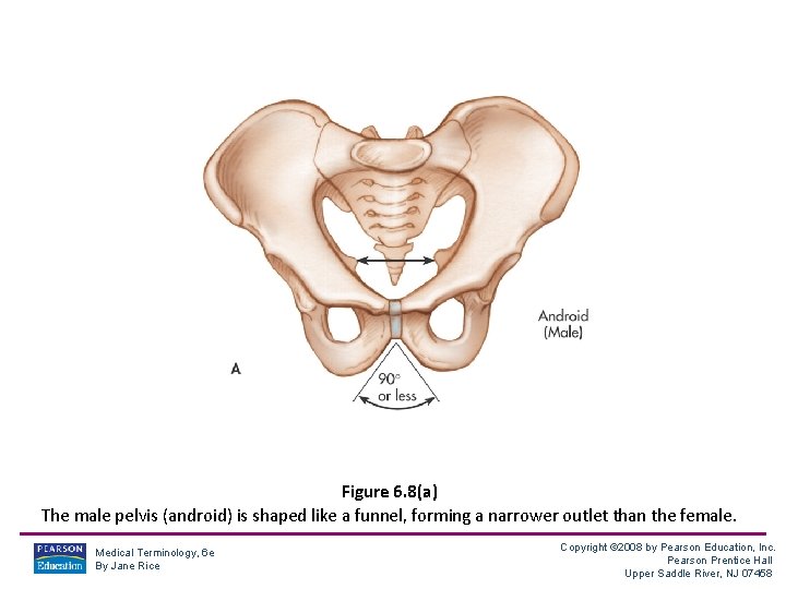 Figure 6. 8(a) The male pelvis (android) is shaped like a funnel, forming a