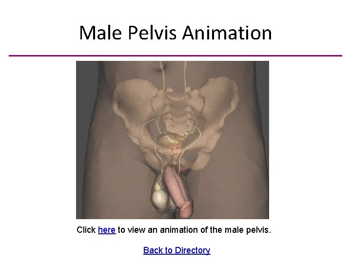 Male Pelvis Animation Click here to view an animation of the male pelvis. Back