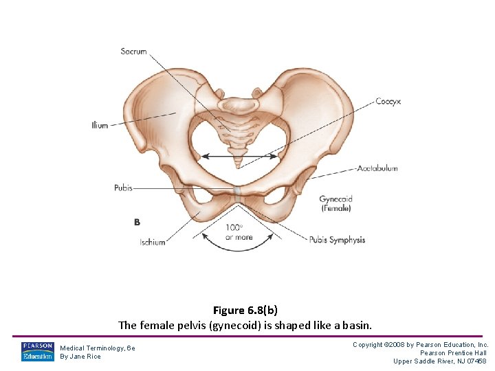 Figure 6. 8(b) The female pelvis (gynecoid) is shaped like a basin. Medical Terminology,