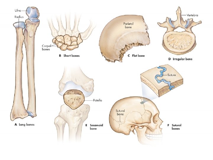 Figure 6. 2 Classification of bones by shape. Medical Terminology, 6 e By Jane