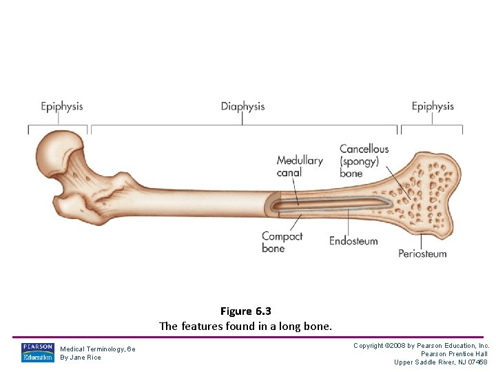 Figure 6. 3 The features found in a long bone. Medical Terminology, 6 e