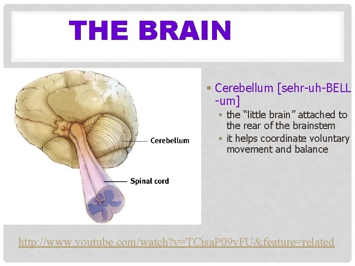 THE BRAIN § Cerebellum [sehr-uh-BELL -um] § the “little brain” attached to the rear