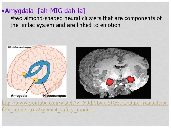 §Amygdala [ah-MIG-dah-la] §two almond-shaped neural clusters that are components of the limbic system and