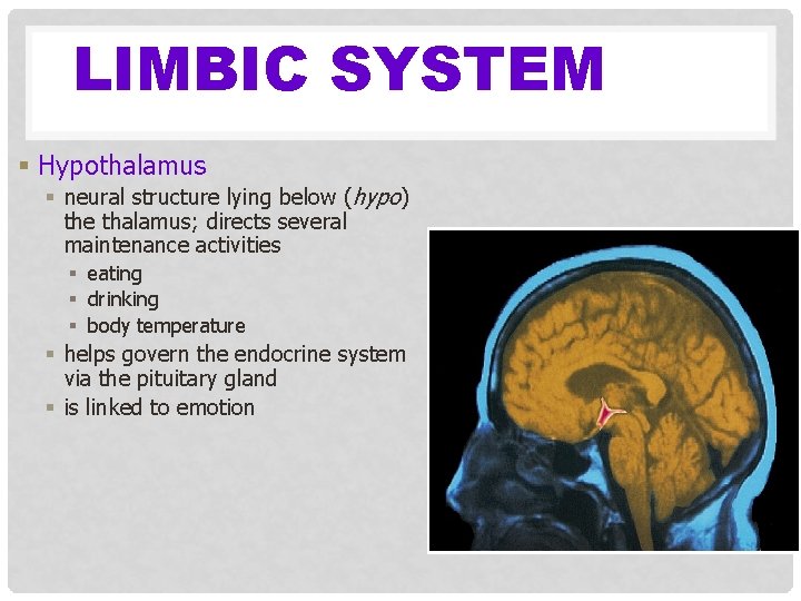 LIMBIC SYSTEM § Hypothalamus § neural structure lying below (hypo) the thalamus; directs several