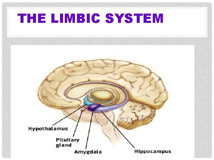 THE LIMBIC SYSTEM 